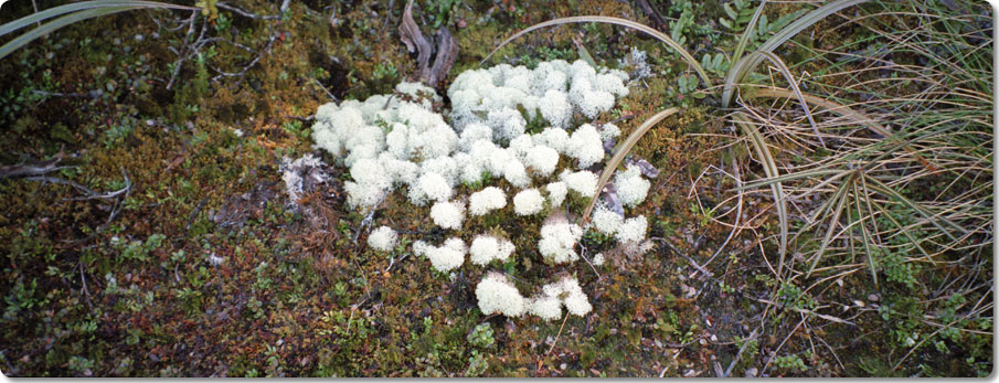 Fiordlands Lichen