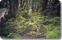 Mossy Trail