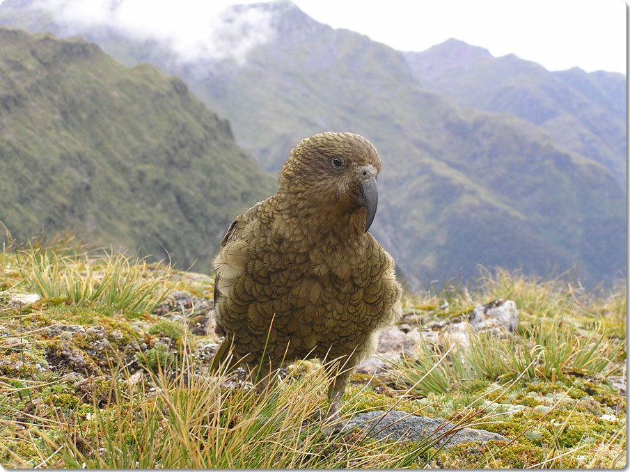 The Wonderful Kea