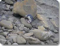 Yellow Eyed Penguin