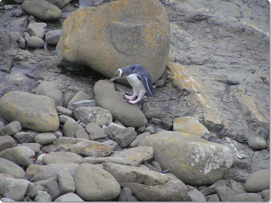 Yellow Eye Penguin 