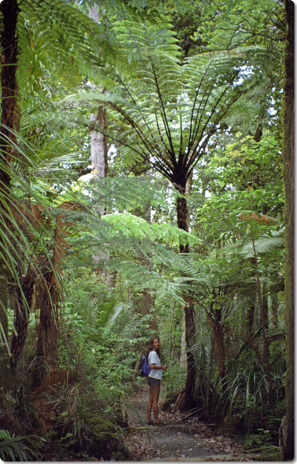 In The Forests of the North 