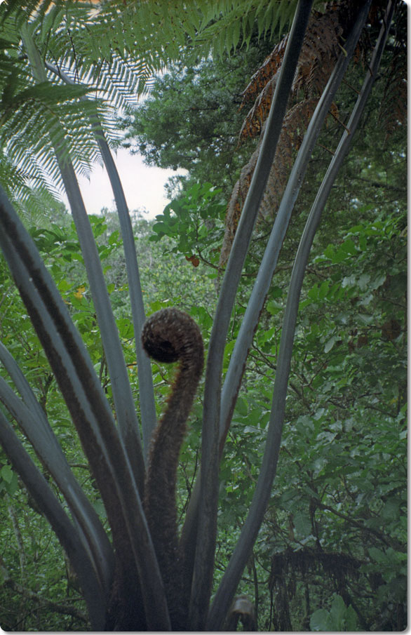 The Graceful Ferns of the North 