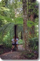 Tree Ferns