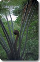 Spirals in the Ferns