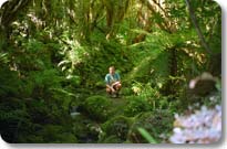 Copland Pass Track