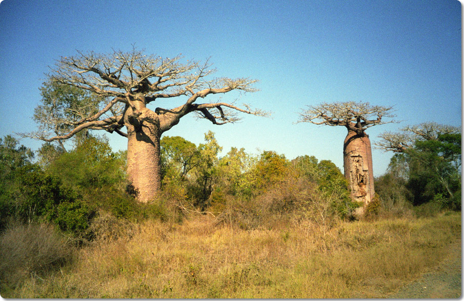 Avenue of the Baobabs