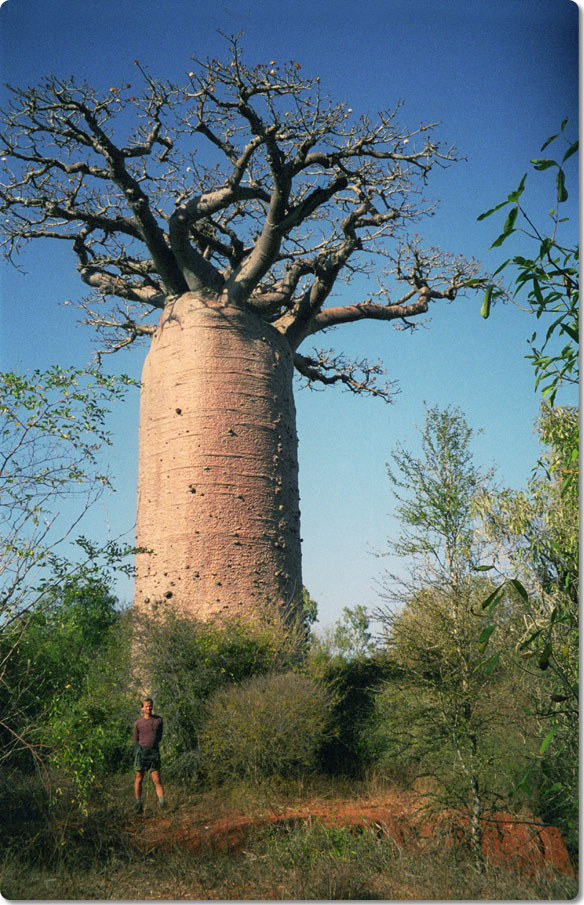 Avenue of the Baobabs