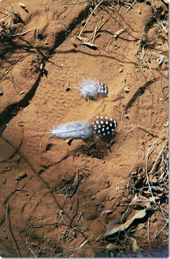 Feathers