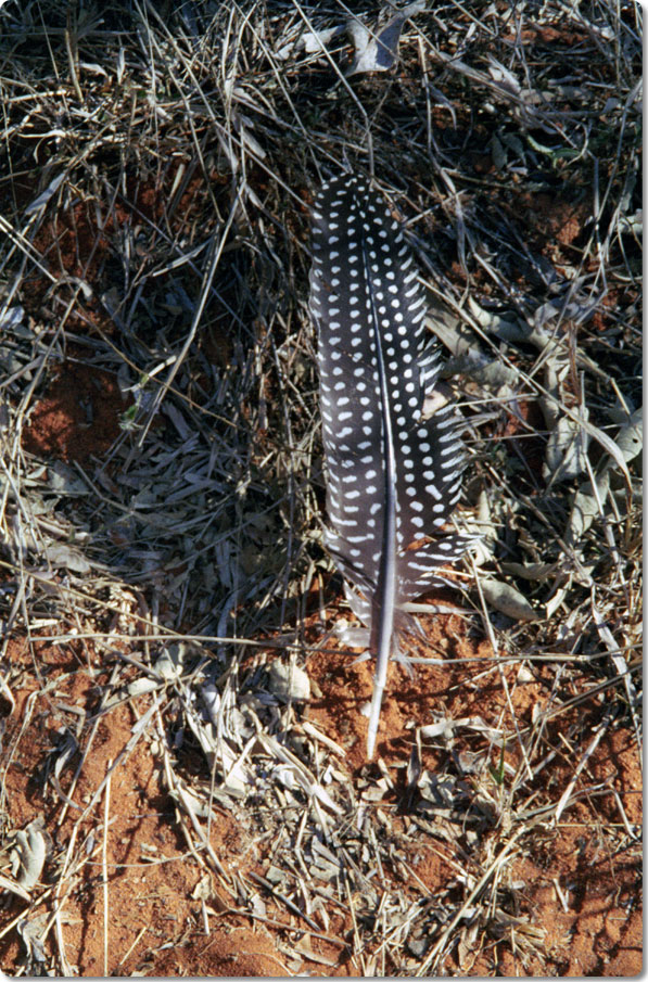 Feathers