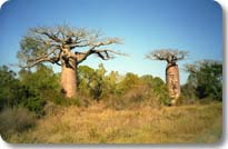 Avenue of the Baobabs