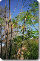 Ring Tailed Lemur