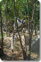 Ring Tailed Lemur