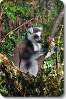 Ring Tailed Lemur