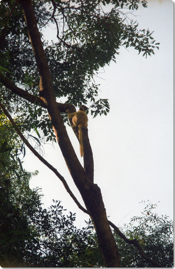 Verreaux’s Sifaka