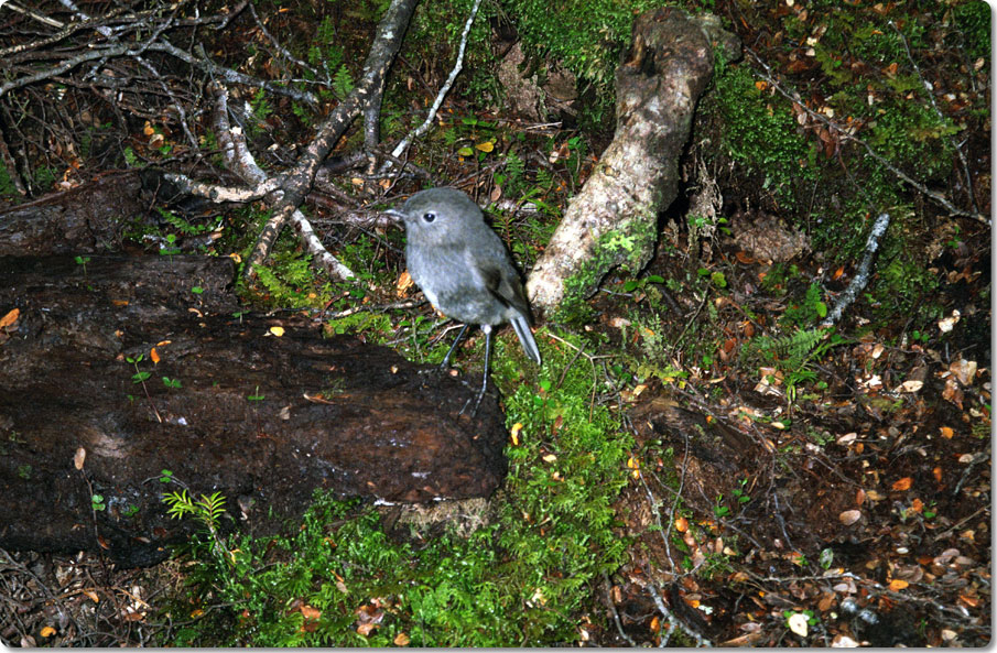 A Friendly Bush Robin