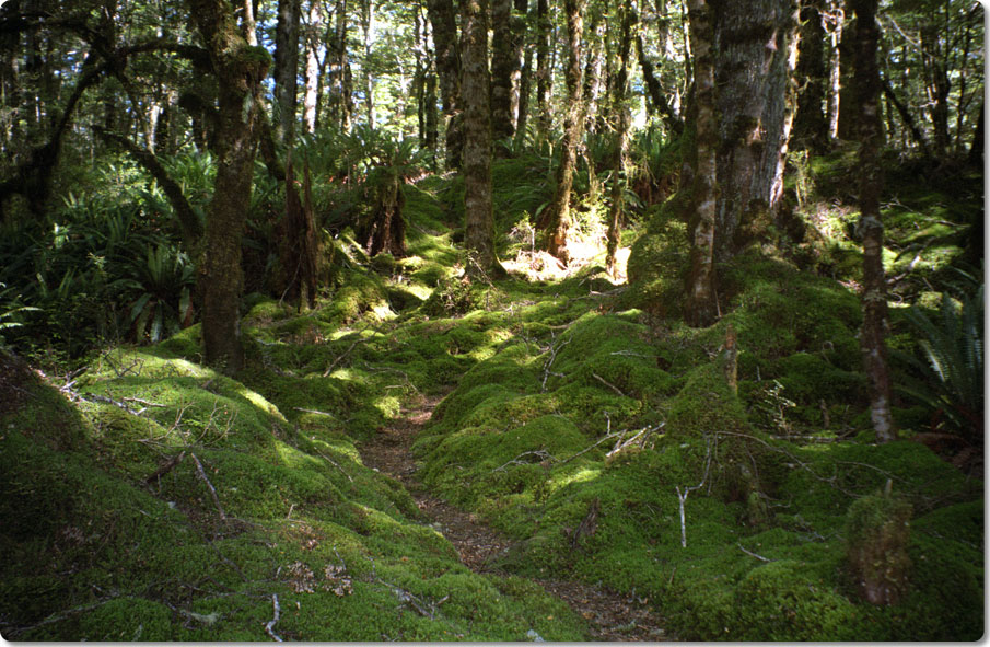 Manapouri Track