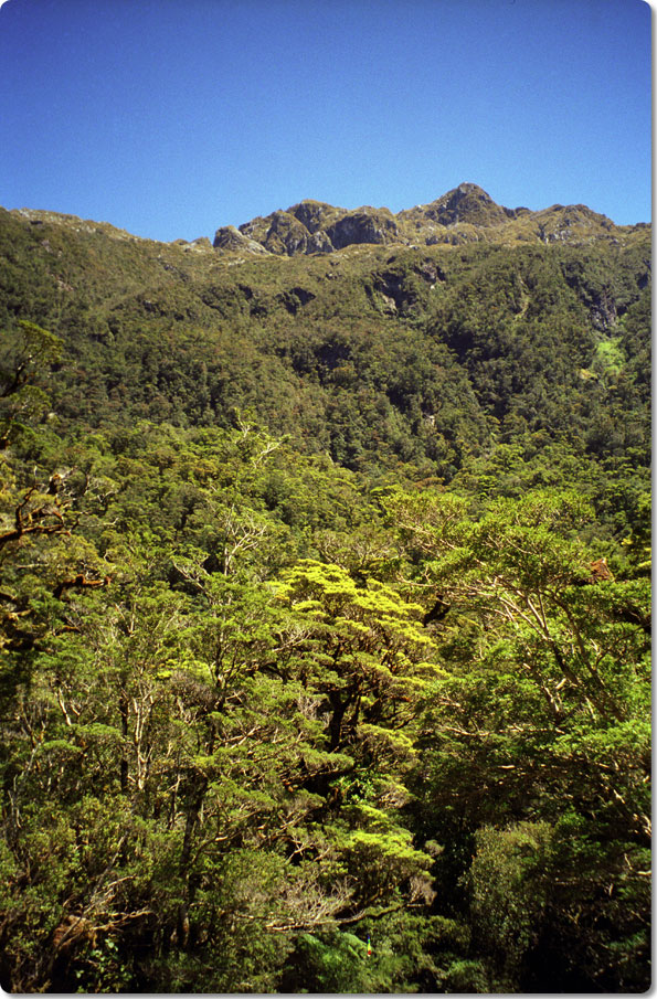 Mountain Tops On High