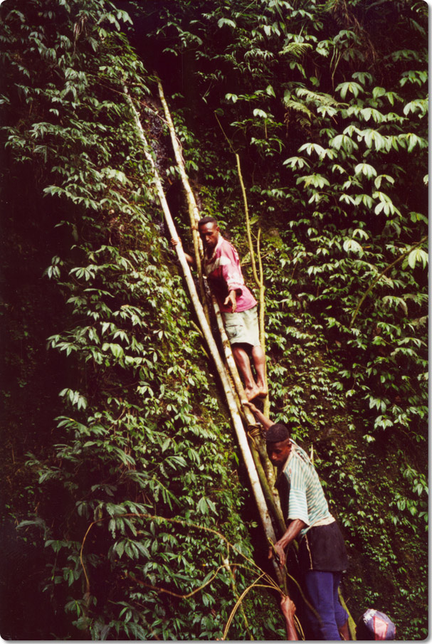 Passing The Vines