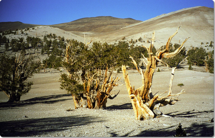 A Veritable Moonscape