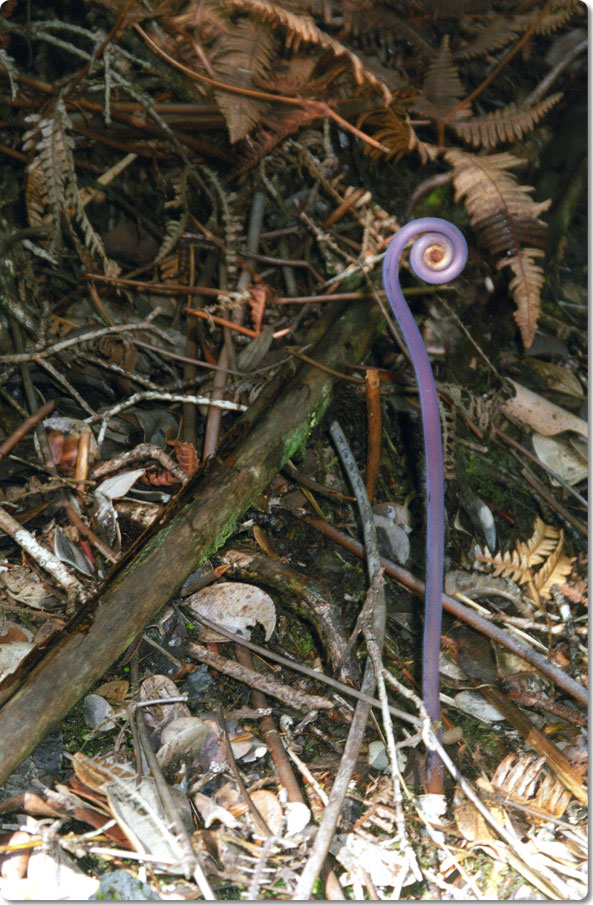 On The Waimano Trail