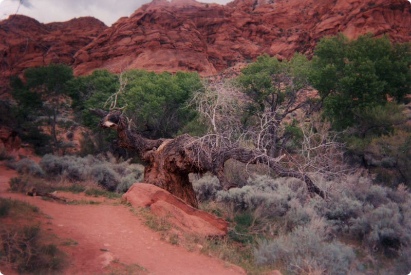 The Old Cottonwood Tree