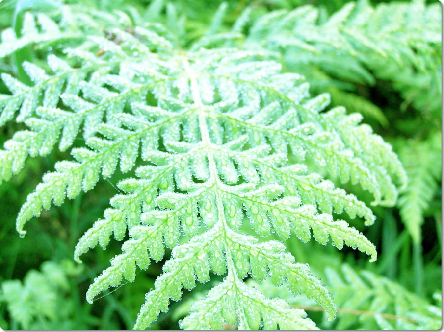 Among The Many Ferns 