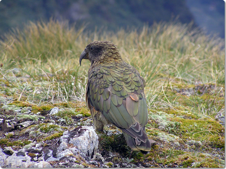 Kea 