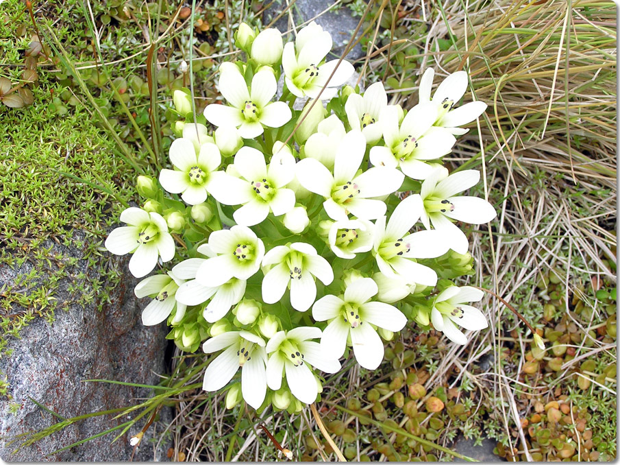 Flowers On The Howden