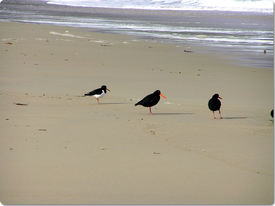 Oyster Catchers