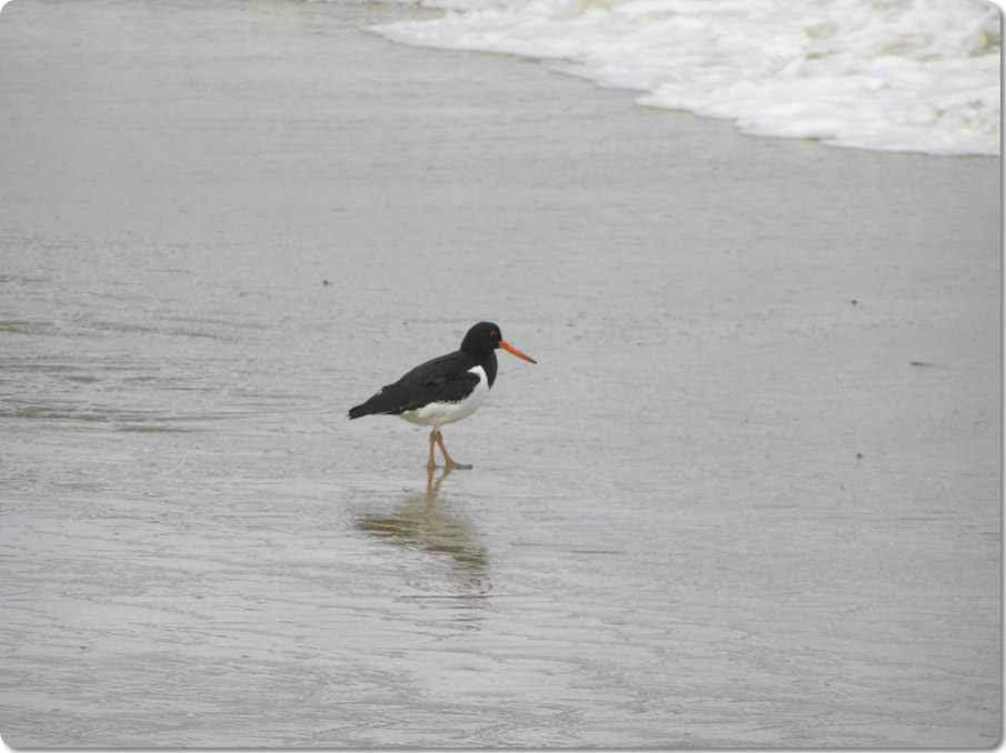 Oyster Catchers