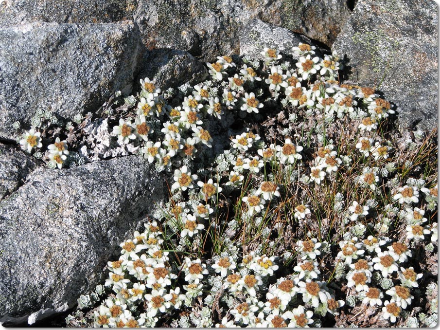 EdelWeiss