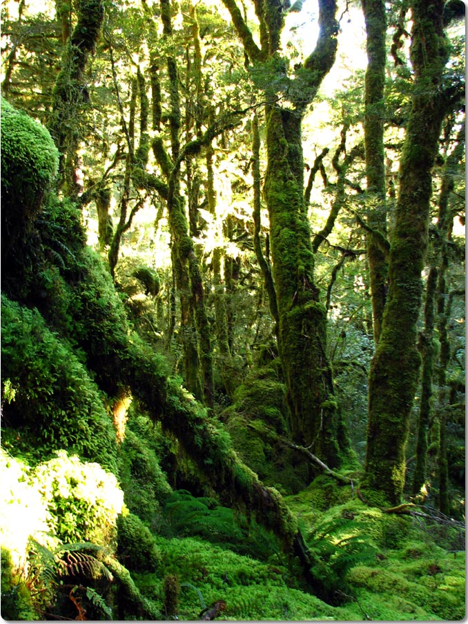 Forests Of The Spey