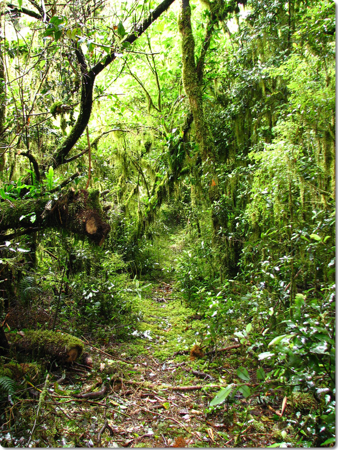 Track Along Rugged Burn