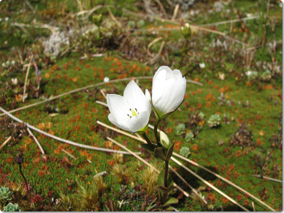 Flowering Moss