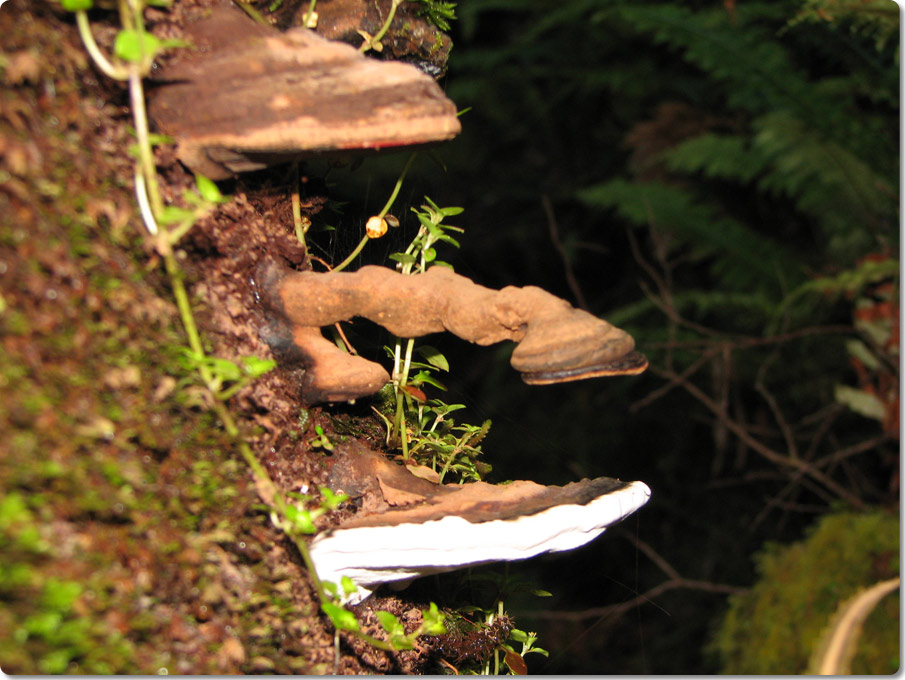 Bracket Fungus