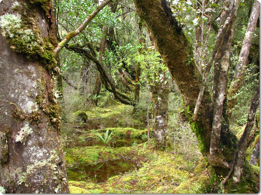 Bush Near Fred's Camp