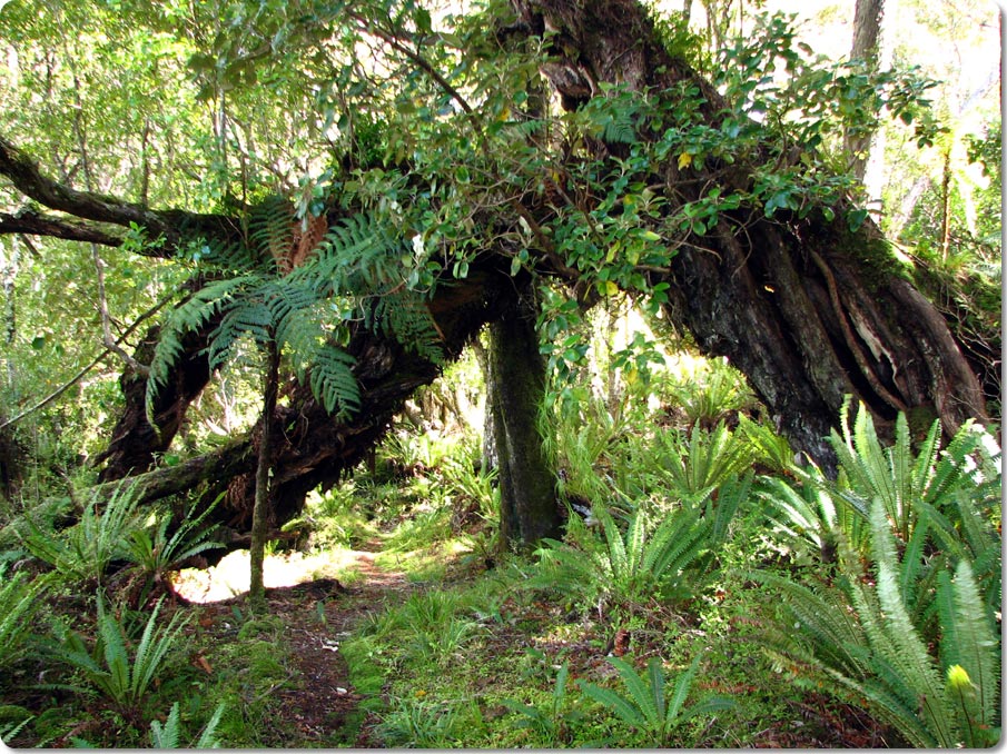 Forest Arch