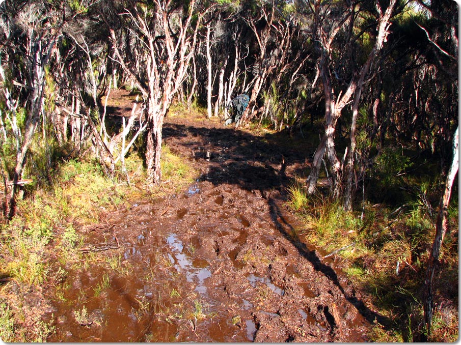 Track Next To Rakeahua River