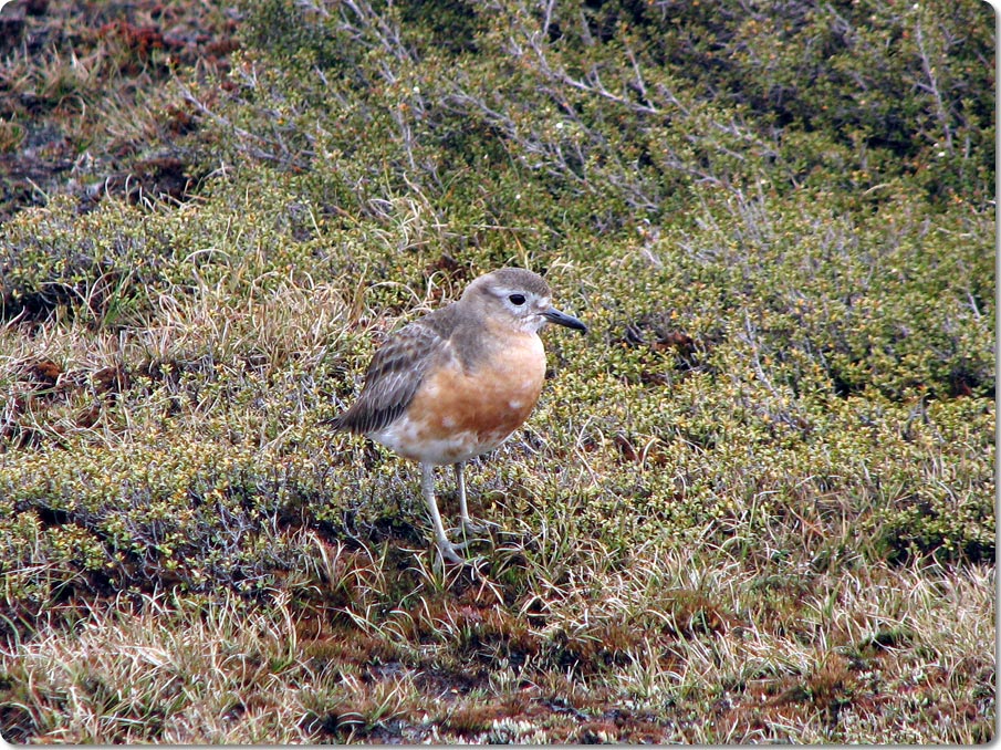 Southern New Zealand Dotterel