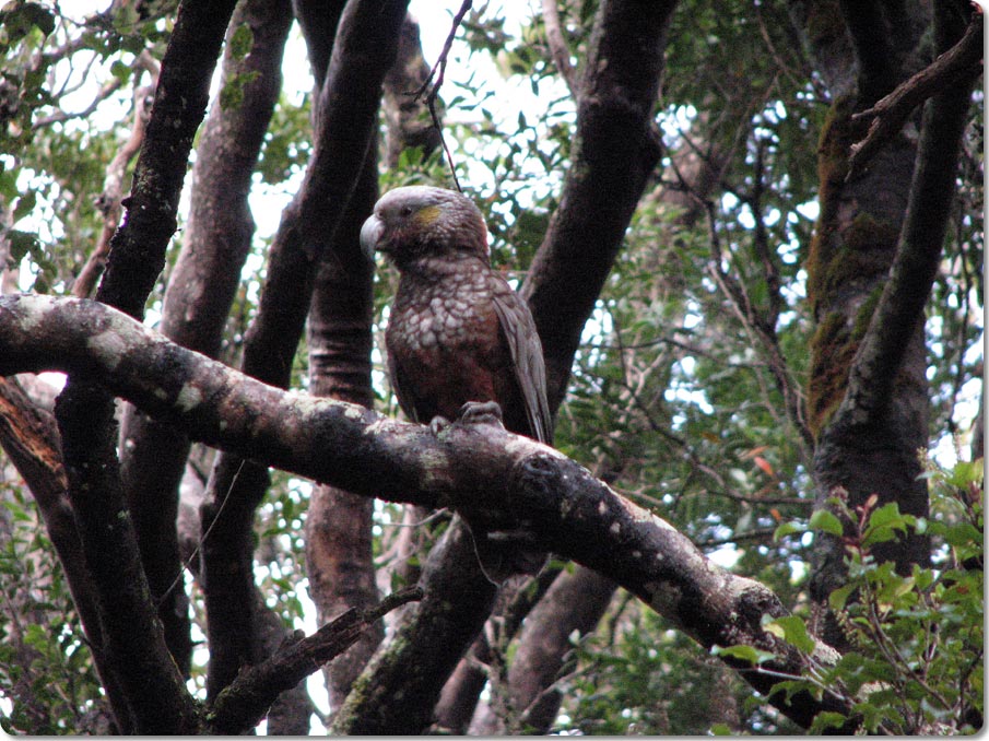 Roosting Kaka